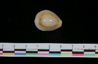 藏品(金環寶螺)的圖片